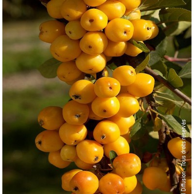 Măr ornamental Yellow Siberian 220-250cm,10/12,  C35f